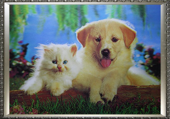 Картина 5D «Котенок и щенок» 38*28см (1шт) цвет:14202